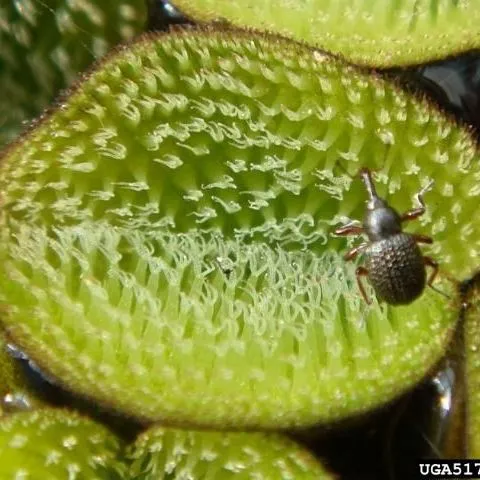 thumbnail for publication: Salvinia Weevil Cyrtobagous salviniae (Calder & Sands) (Insecta: Coleoptera: Curculionidae)
